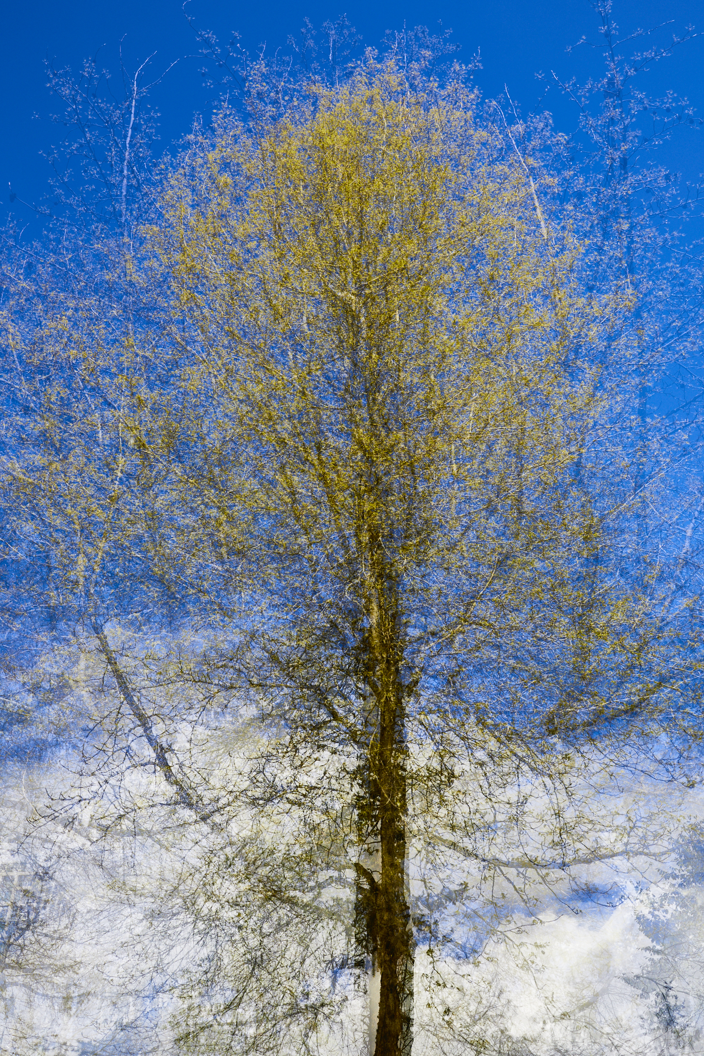 Seven Trees