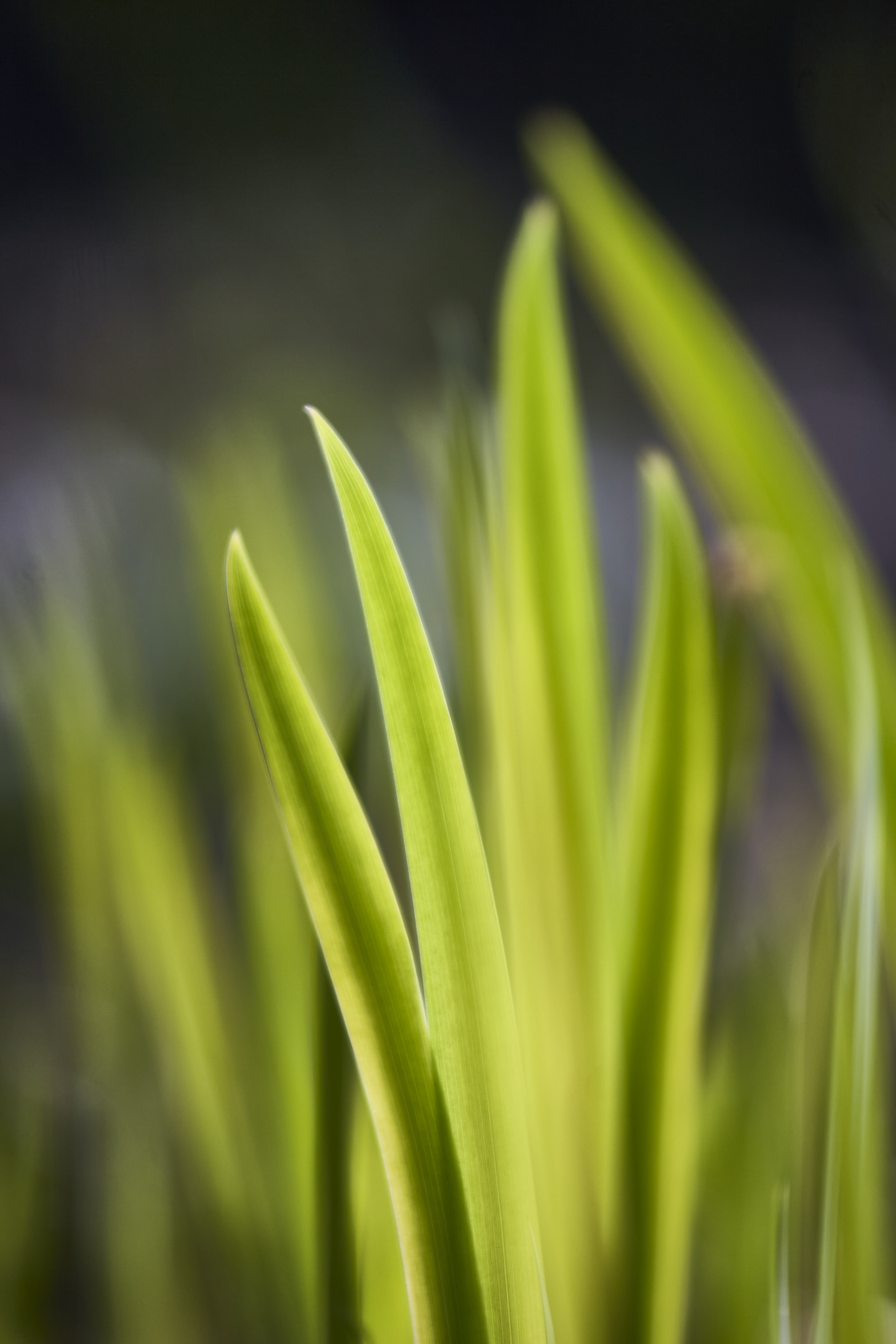 Grass Blades