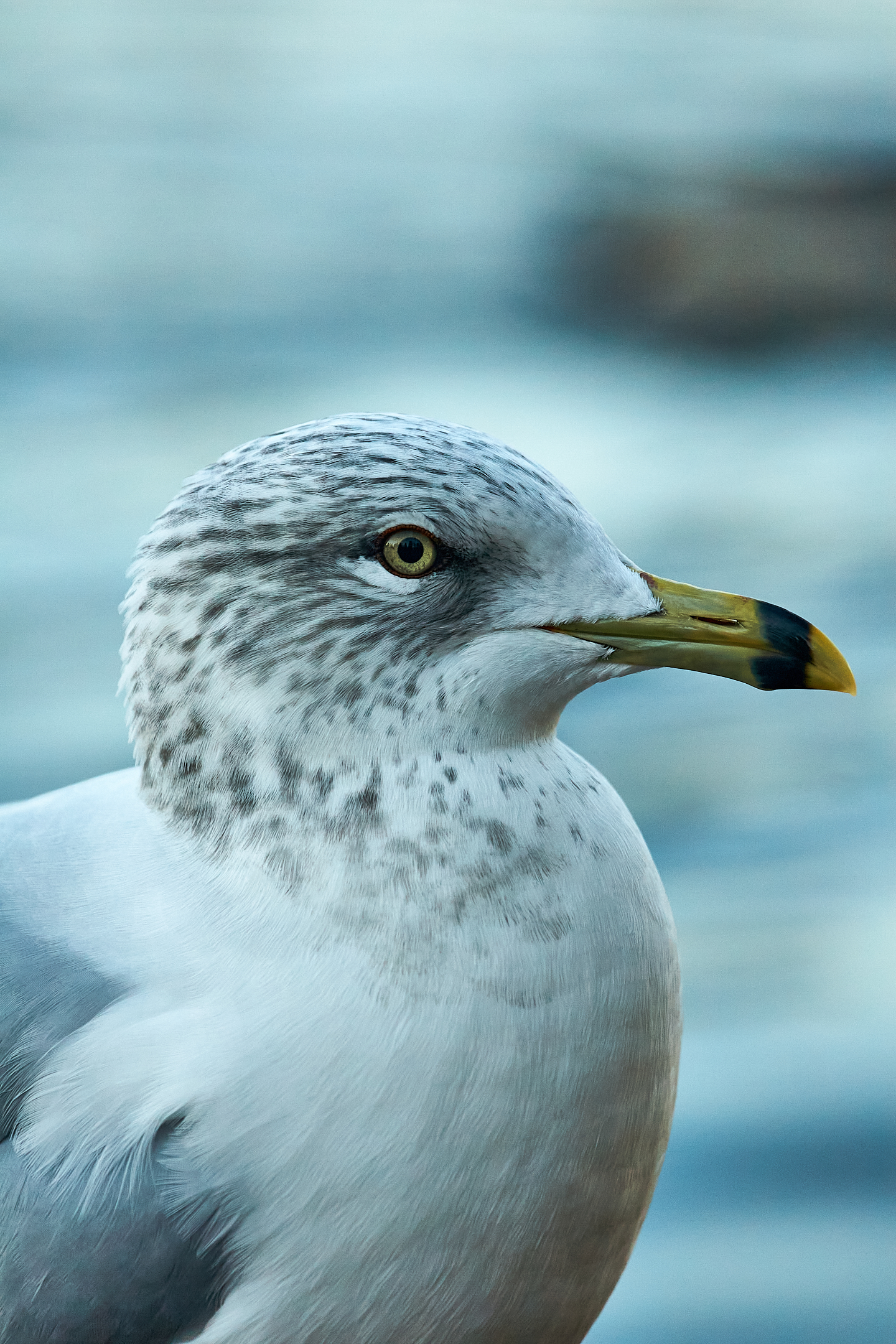 Seagull
